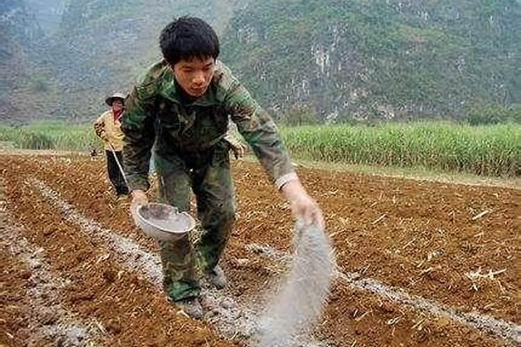 磷肥的施用方法及注意事项