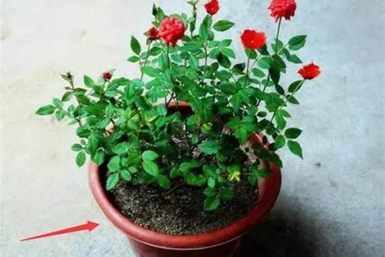 日本结缕草种子繁殖的方式是什么？修剪后需要施肥吗？