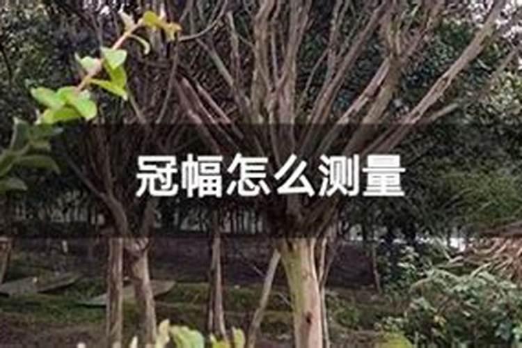 一般的花草植物上什么肥最好 花卉肥料有哪些