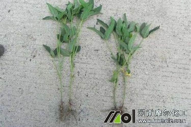 使植物茎秆粗壮的肥料使植物茎秆粗壮的肥料是什么