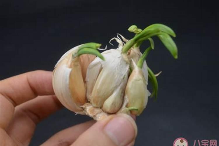 大蒜最忌啥肥料种植