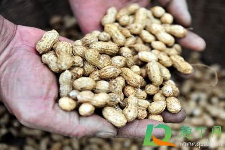 种花生底肥用什么肥 花生需要什么肥料才能高产