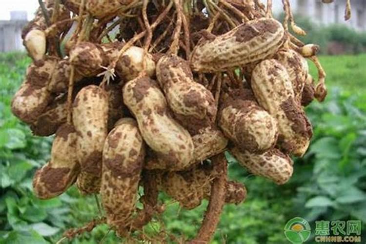 花生施肥的几个关键时期,千万不能错过