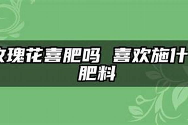 玫瑰施什么肥最好
