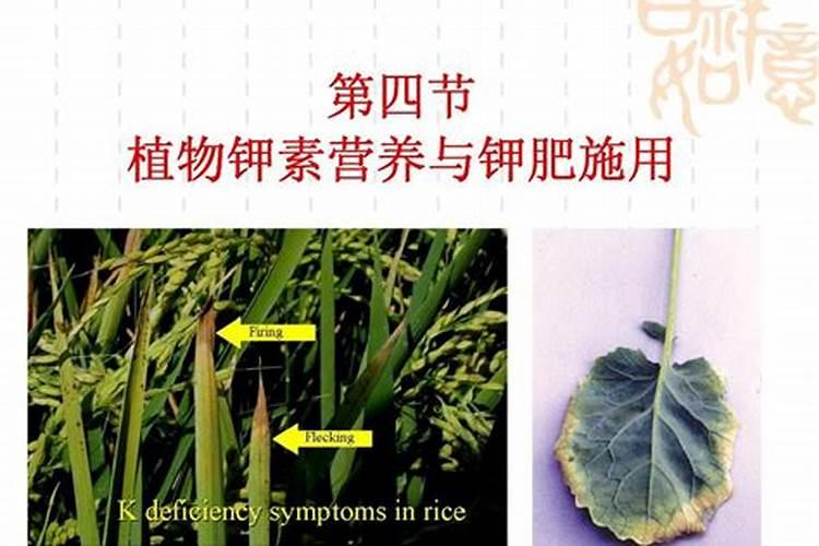 辣椒收获期叶面喷施氮肥可以吗,比例是多少？