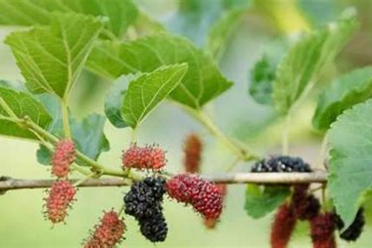 茉莉花怎么施肥施什么肥