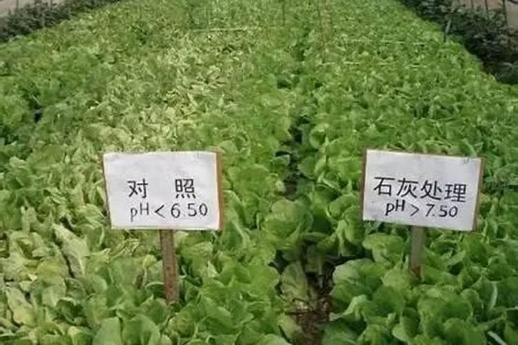 磷肥是有哪些