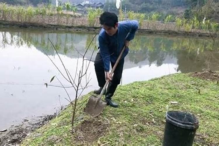 桃树用什么肥料最好