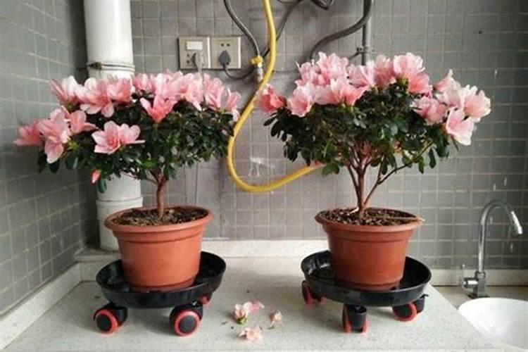 紫菜施肥时间与方法是什么 紫菜施肥时间与方法