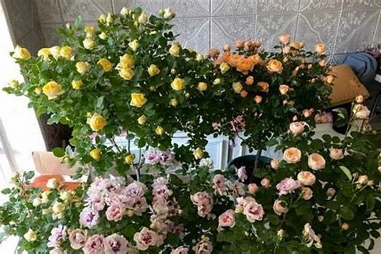 紫花苜蓿播种后多久可以打叶面肥