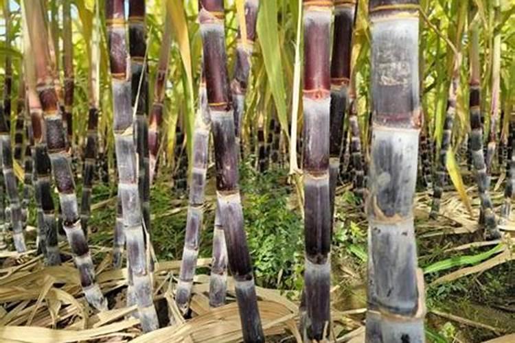 氯化钾肥的正确使用方法,氯化钾是由什么构成的