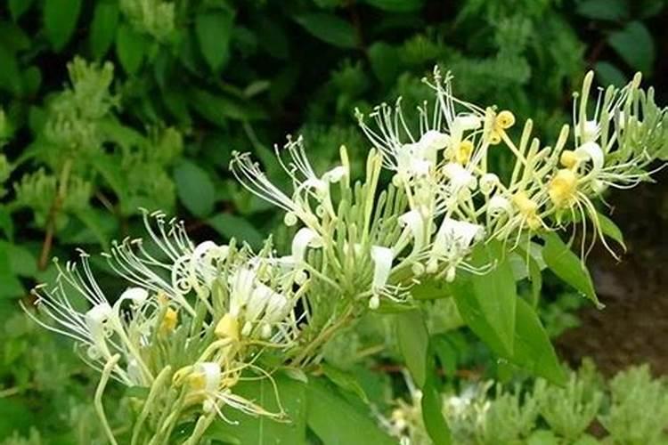 金银花追肥用什么肥料好