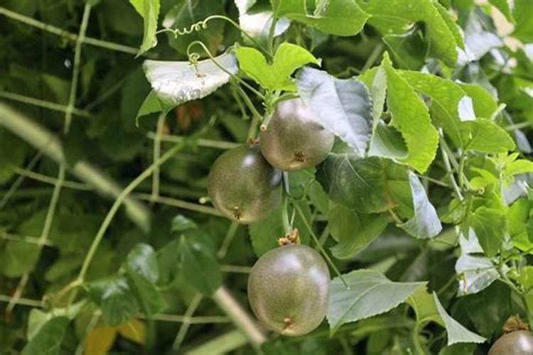 怎样育菜苗 什么温度合适