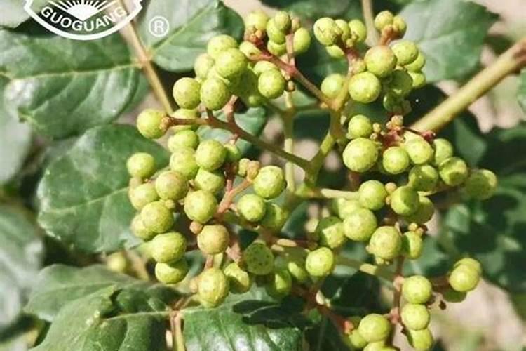 哪种叶面用的钙肥吸收好