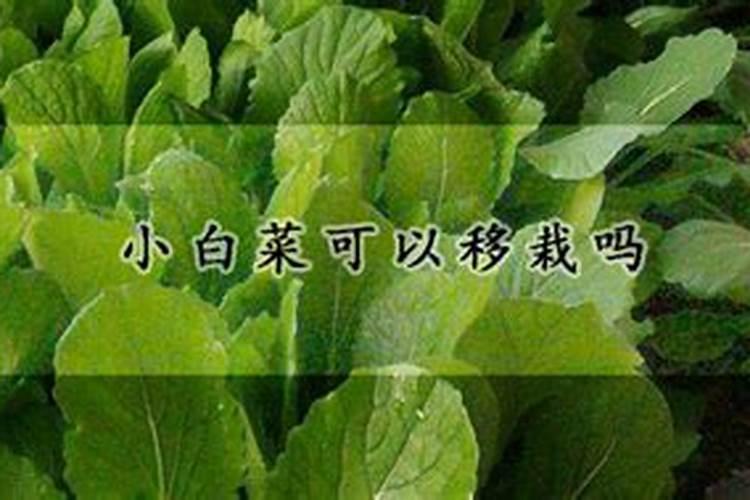 小白菜怎么种才长的快小白菜如何种才长的快