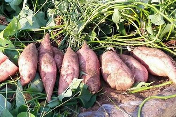 丝瓜用什么肥料结果多