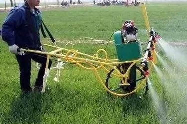 大棚可以种植什么水果