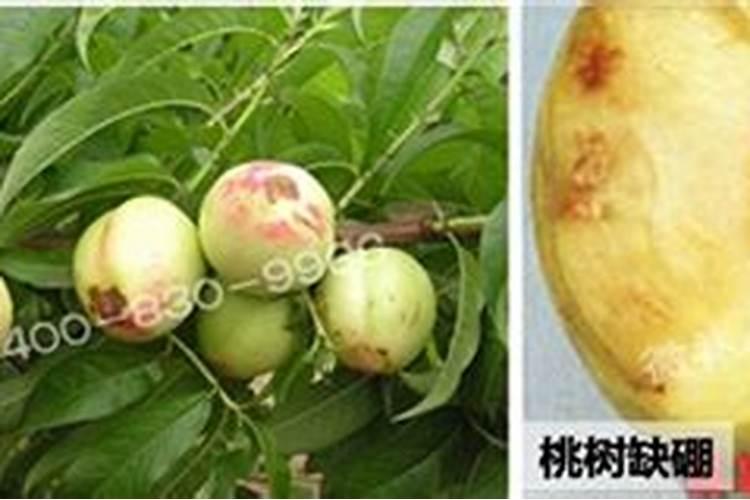 两年脐橙树怎样施肥？和管理 。请求大师