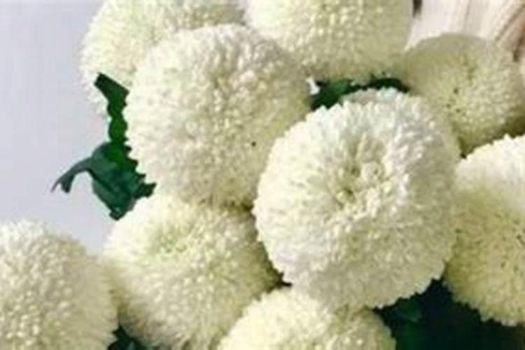 菜花的生长环境及生长地方条件