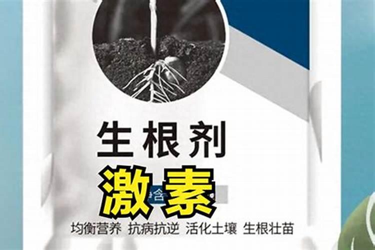 高产芒果需要掌握什么种植技巧 芒果施肥方法介绍