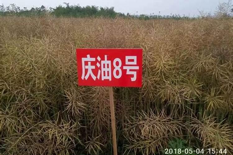 茉莉什么时候分盆最合适
