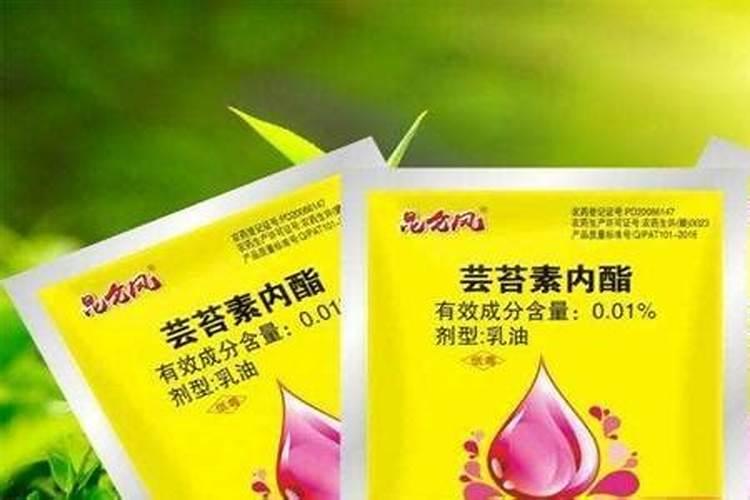 茉莉花一年开花三次要怎么养,追施有机肥施加叶面肥