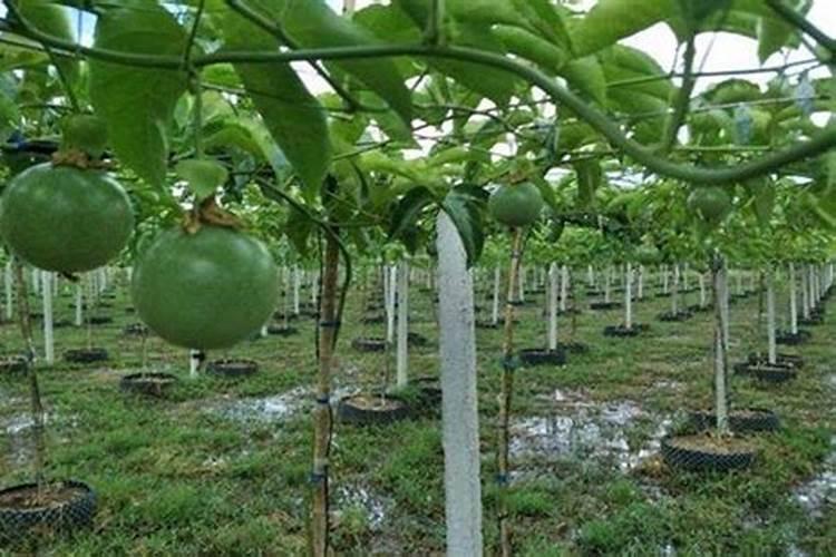 百香果想要丰产施肥管理技术很重要,百香果施肥技术要点有哪些？