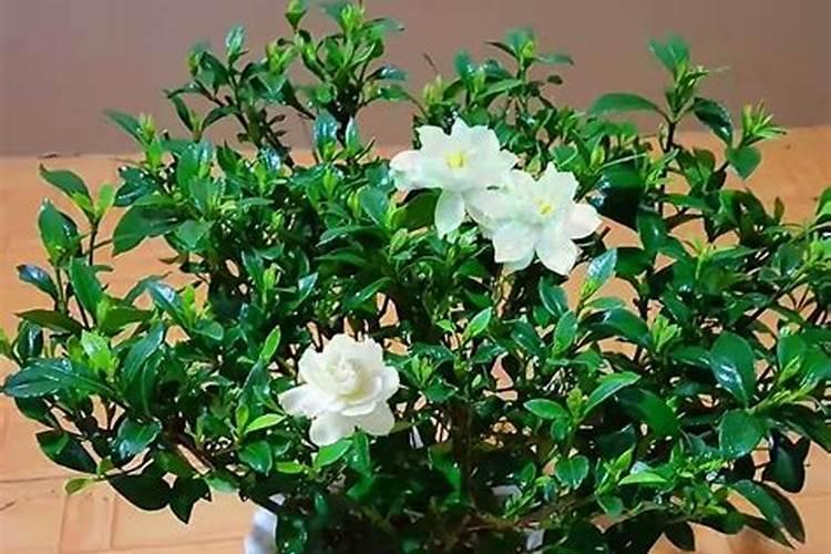 麦积山植物园有什么适合游客拍照的地点？