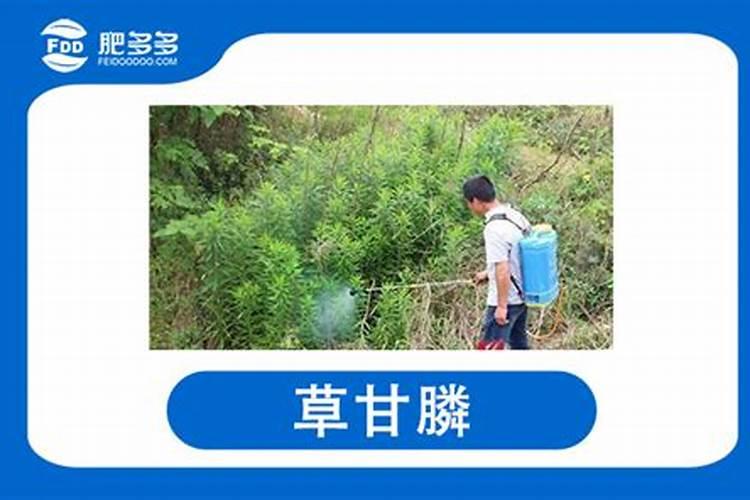 草莓什么时候冲施磷酸二氢钾
