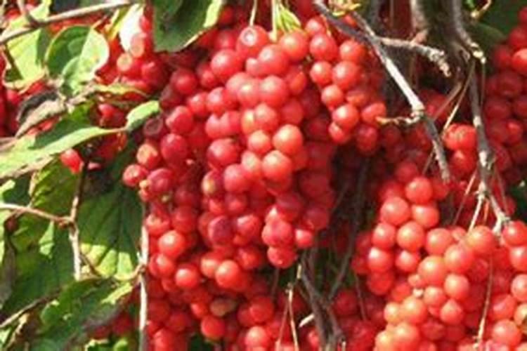 哪种肥料对果实膨大效果最好