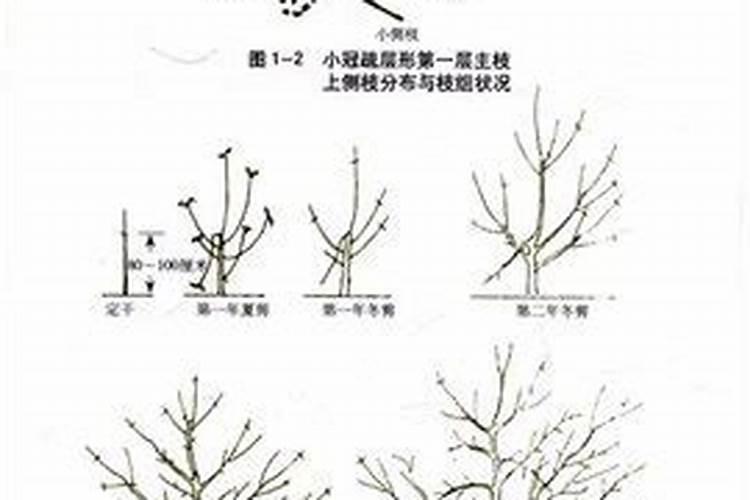 植物徒长是什么意思,多肉植物徒长的原因和解决方法