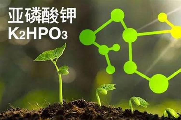 用什么肥土育尖椒,西红柿,黄瓜苗？