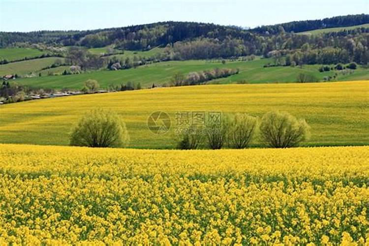 油菜该如何施肥？油菜施肥推荐量在多少？