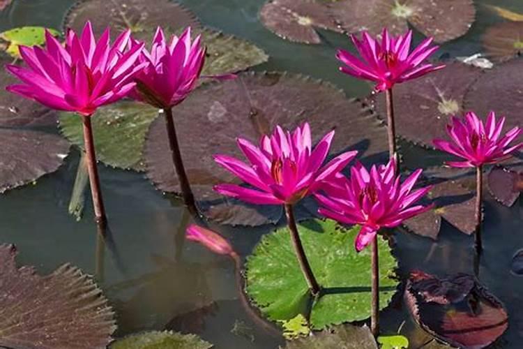 早春甘蓝露天种植时间