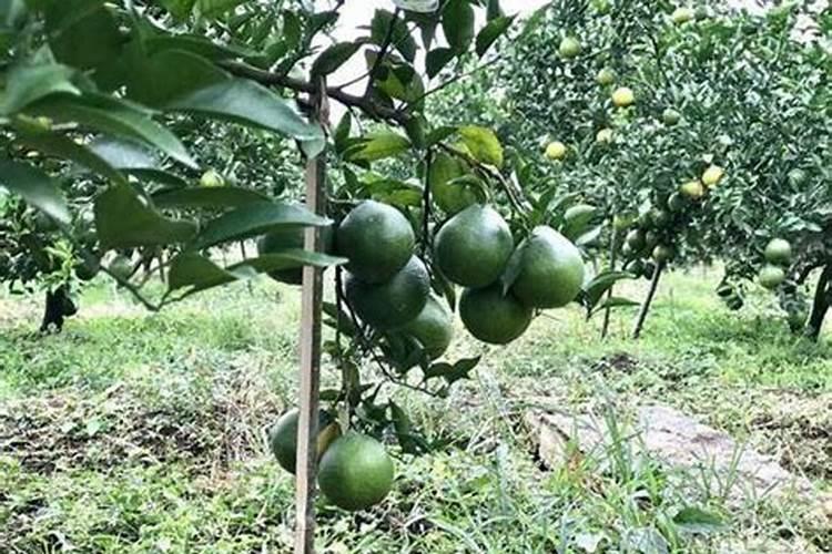 柑橘膨果用什么肥料