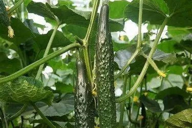 大棚种植黄瓜,要使用叶面肥吗？喷施叶面肥都要注意什么？