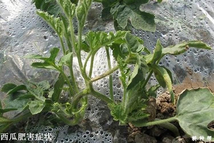 西瓜药害多久能缓解