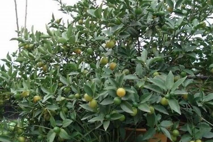 盆栽四季桔开花结果后挂不住果咋办？