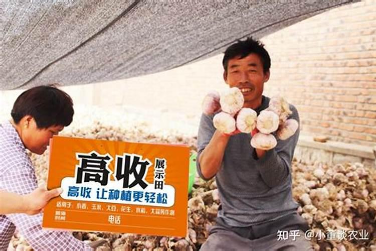 种大蒜用什么肥最好