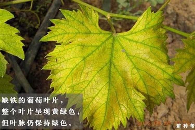 葡萄缺铁是不是要少用含有硝态氮的肥料？？