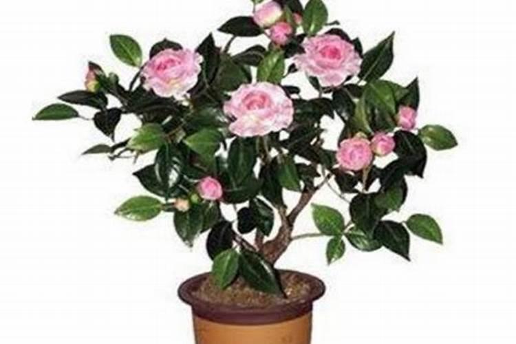 茶花最忌三种肥料