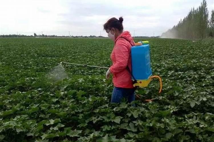 什么是磷肥 磷肥促进植物什么生长
