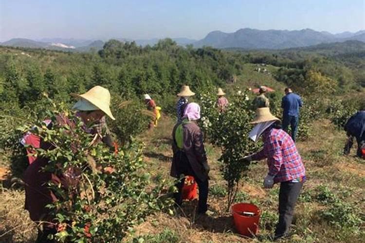油茶茶树在种植期间如何防治叶片黑斑脱落现象
