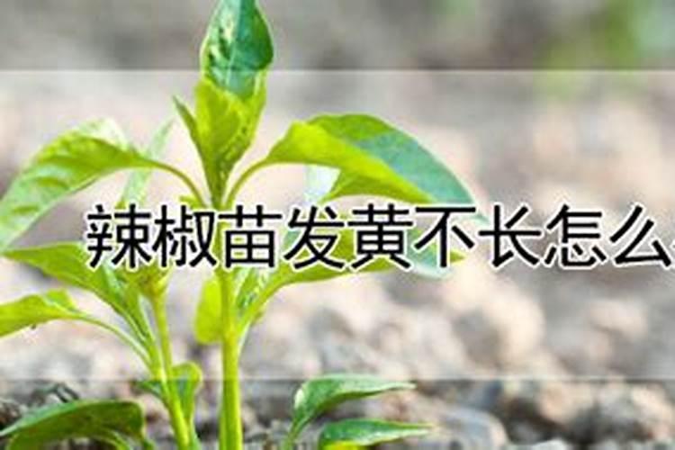 各位老师现在的辣椒苗发黄不肯长是什么原因？