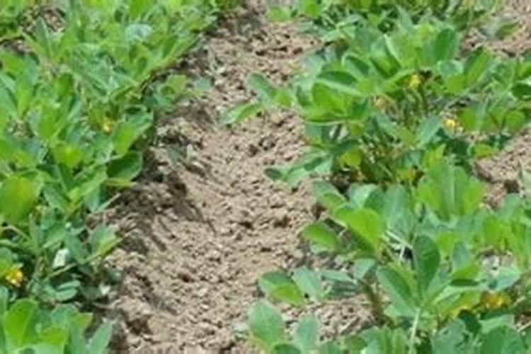 种植花生施肥时间及方法 用什么肥料产量高