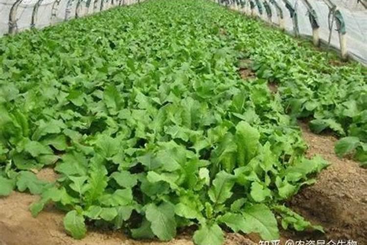 水溶肥料怎么使用 水溶肥如何使用效果更好