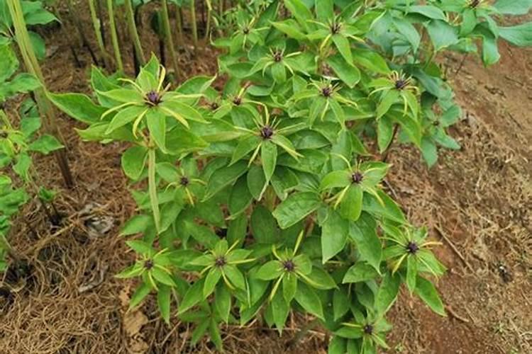 大豆花期打什么药能高产 花期施什么肥好