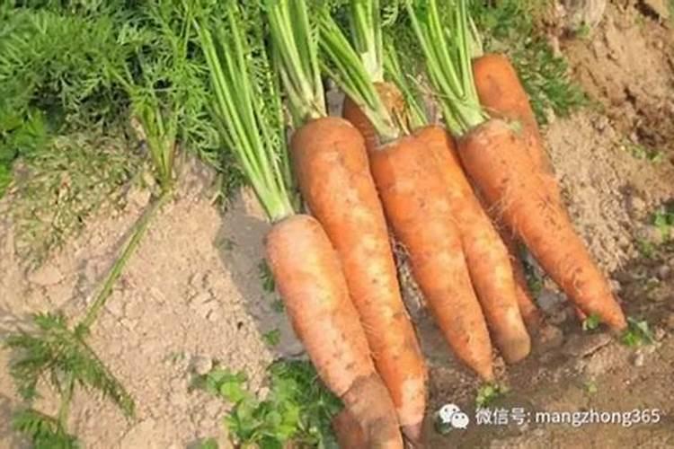 胡萝卜种植施肥技术要点有哪些