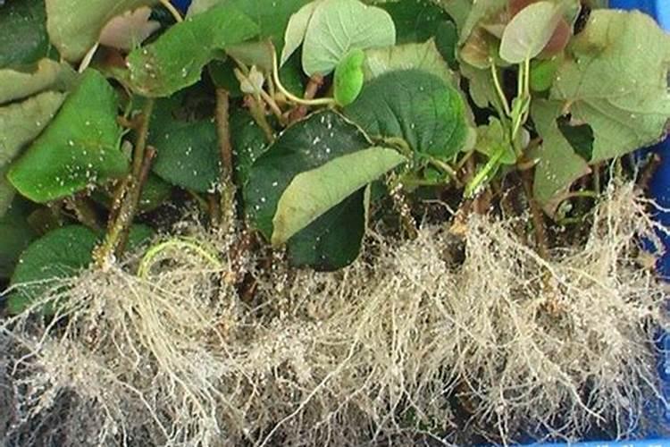 高钾钙水溶肥有啥好处