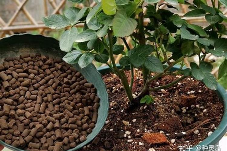 花卉肥料通用花肥 月季花最好的肥料